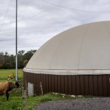 Une vache est visible à côté d'une installation de production de biogaz, une énergie renouvelable issue de la fermentation de matières organiques (archives). KEYSTONE/JEAN-CHRISTOPHE BOTT